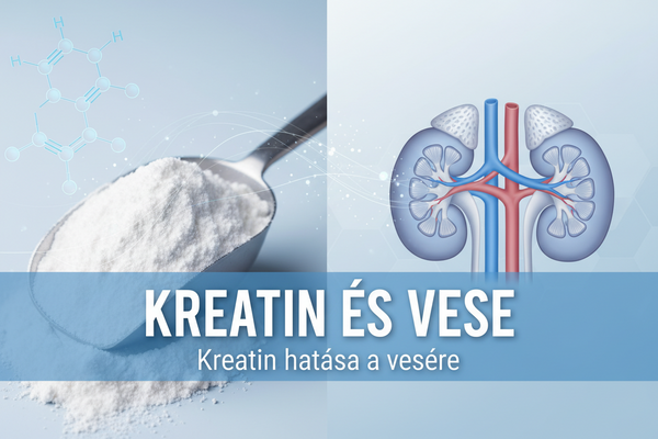 Kreatin és a vesék: tényleg káros? Mit mond a kutatás?